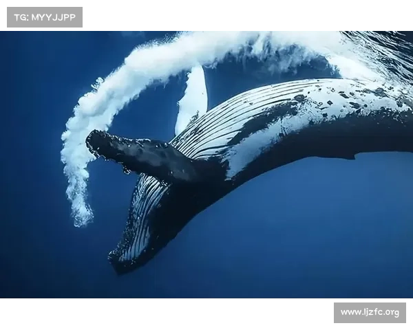 生物震撼：中文世界的深海之城