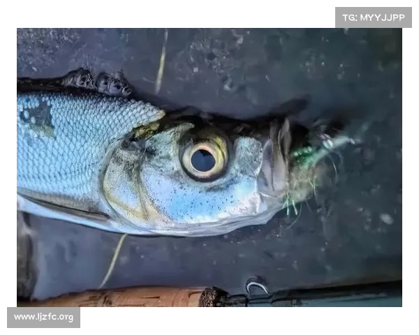 疯狂垂钓秘籍：纵横水域，鱼乐无穷